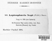 Leptosphaeria napi image